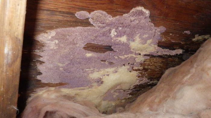 mold-fungus-water-damage-roof-leak
