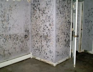 mold resotoration