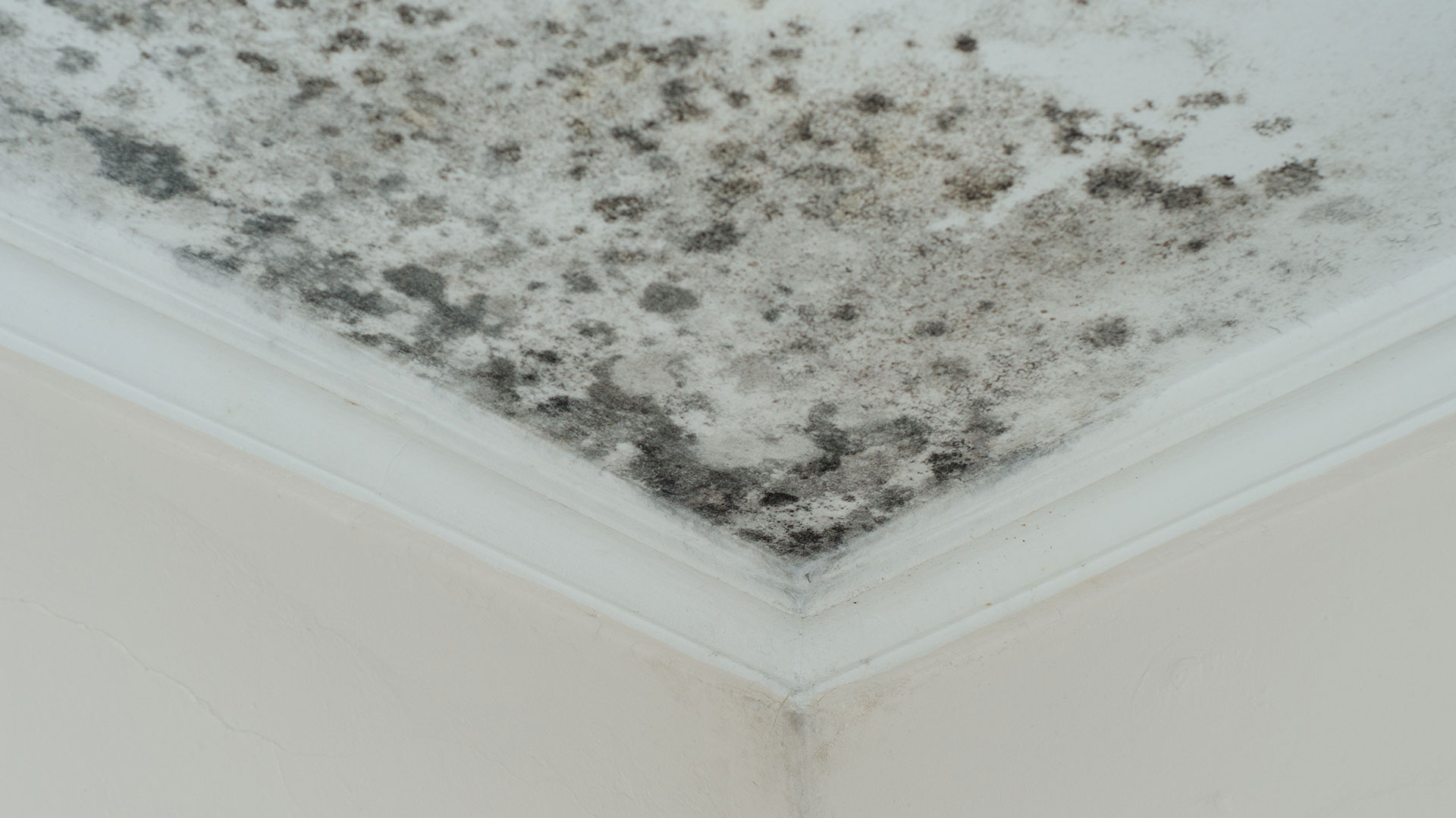 Mold Remediation and Removal in Oklahoma